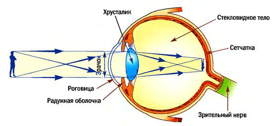 Оптическая система глаза диаграмма