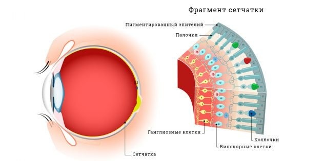 Какие рецепторы глаза воспринимают черно белое изображение